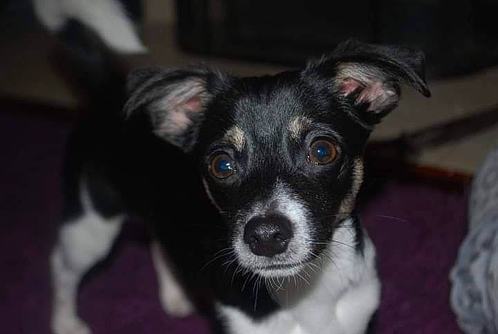 Hogan is registered to the contest to win money with this photo: canidae, carnivore, chihuahua, companion_dog, dog, dog_breed, ear, fur, non_sporting_group, paw, small_terrier, snout, sporting_group, terrestrial_animal, terrier, toy_dog, whiskers, working_animal