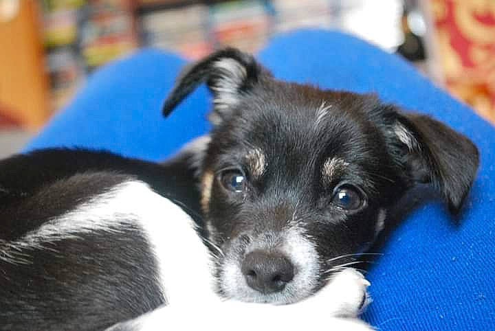 Hogan is registered to the contest to win money with this photo: borador, canidae, carnivore, collar, companion_dog, dog, dog_breed, electric_blue, eye, fur, herding_dog, puppy, small_terrier, snout, sporting_group, terrestrial_animal, terrier, whiskers, working_animal, working_dog