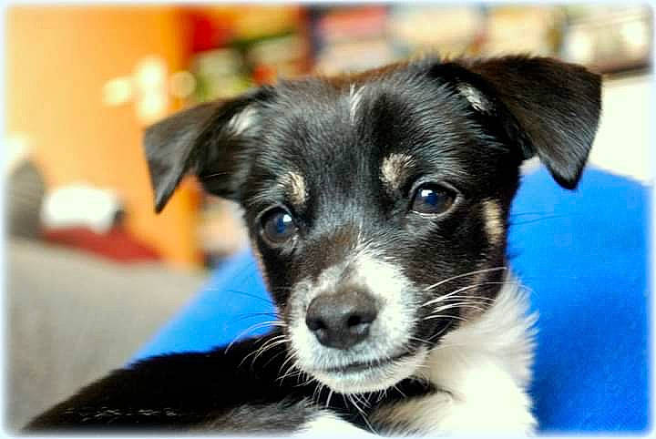 Hogan is registered to the contest to win money with this photo: borador, canidae, carnivore, collar, companion_dog, dog, dog_breed, dog_collar, electric_blue, fur, herding_dog, paw, puppy, rectangle, snout, sporting_group, whiskers, working_animal, working_dog