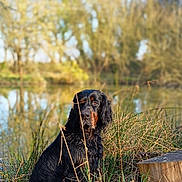 Arthur a rejoint le concours — aidez-le/la à gagner de superbes lots ! dog, black_dog, wet_fur, sitting, pond, lake, reeds, stump, log, trees, nature, outdoors, portrait, bokeh, reflection, sunlight, long_ears, brown_eyes, muzzle, calm