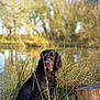 dog, black_dog, wet_fur, sitting, pond, lake, reeds, stump, log, trees, nature, outdoors, portrait, bokeh, reflection, sunlight, long_ears, brown_eyes, muzzle, calm
