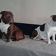 Carmelo Et Carmela participe au concours pour gagner de l'argent avec cette photo : dog, bulldog, pet, indoor, couch, blanket, seated, brown, white, fur, animal, companion, looking_away, two_dogs, mammal, domestic_animal, paw, face, ears, snout