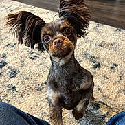 Cocoa is registered to the contest to win money with this photo: dog, small_dog, fluffy_ears, curious_eyes, indoor, rug, patterned_rug, jeans, person_legs, pet, cute, playful, brown_fur, black_fur, close_up, looking_up, floor, wood_floor, home, companion