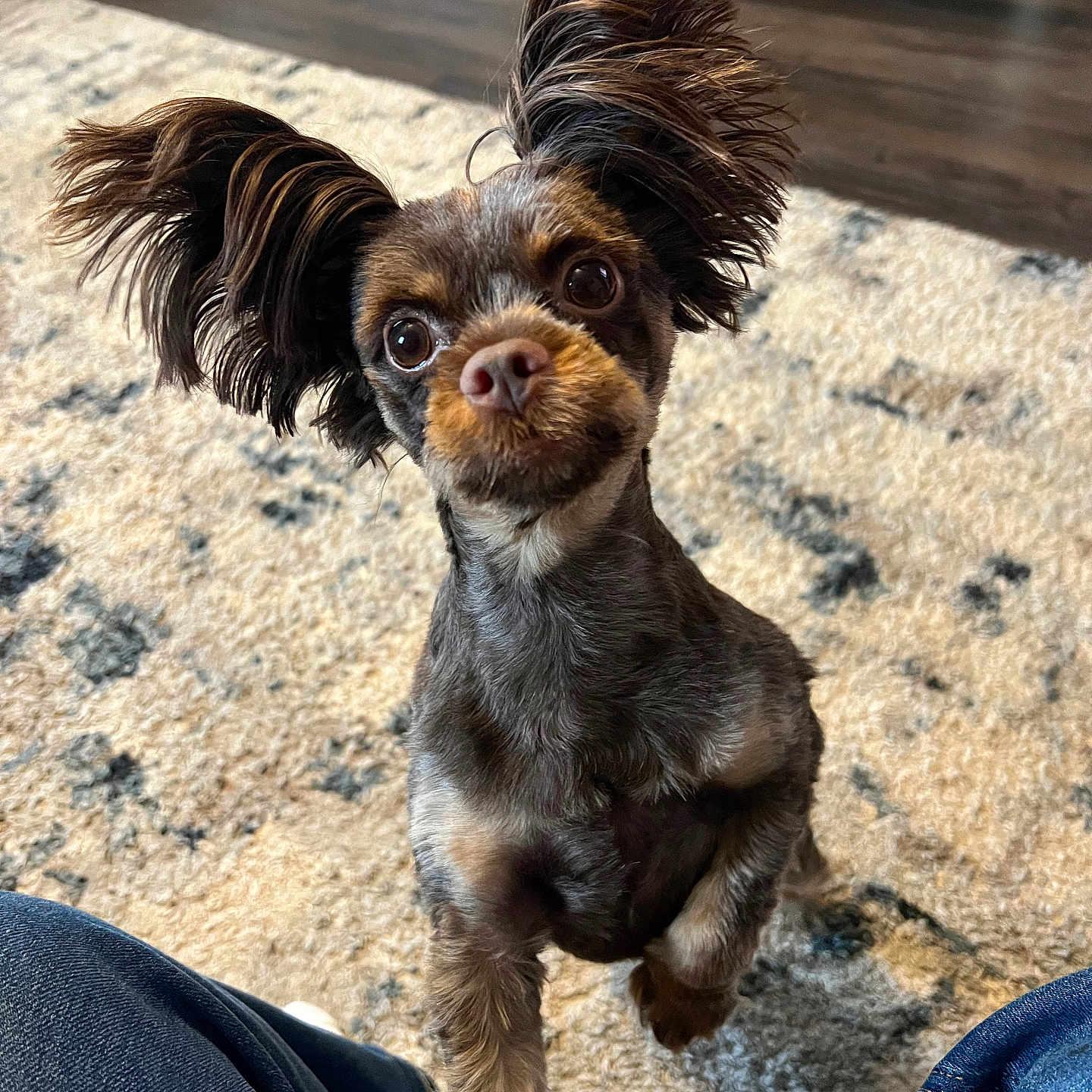 Cocoa