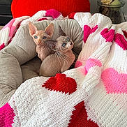 Ollie And Otto joined the competition — help win amazing prizes! sphynx_cat, kitten, hairless_cat, blue_eyes, pet_bed, blanket, heart_pattern, red_heart_pillow, knitted_blanket, cozy, indoor, wrinkled_skin, large_ears, pink, red, white, cuddling, looking_up, decor_vase, soft_fabric