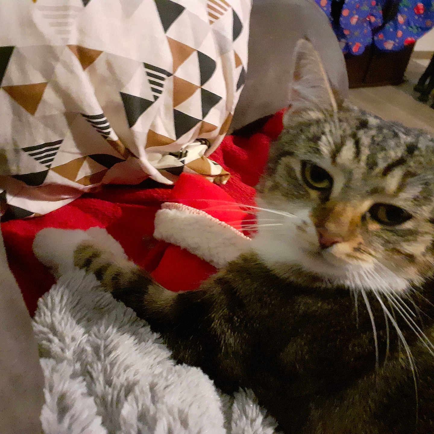 Coquillette participe au concours pour gagner de l'argent avec cette photo : abyssinian, animal, bed, bedroom, blanket, canine, cat, chair, couch, cushion, dog, furniture, homedecor, indoors, kitten, laundry, manx, pet, quilt, room