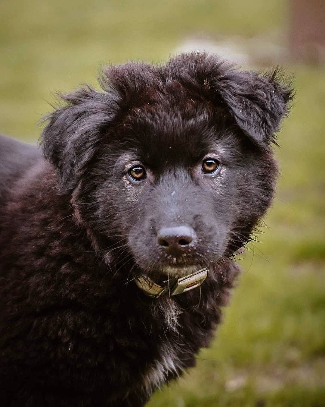 Wiley joined the competition — help win amazing prizes! ancient_dog_breeds, borador, canidae, carnivore, companion_dog, dog, dog_breed, fur, gaddi_kutta, grass, snout, sporting_group, terrestrial_animal, wildlife, working_animal, working_dog