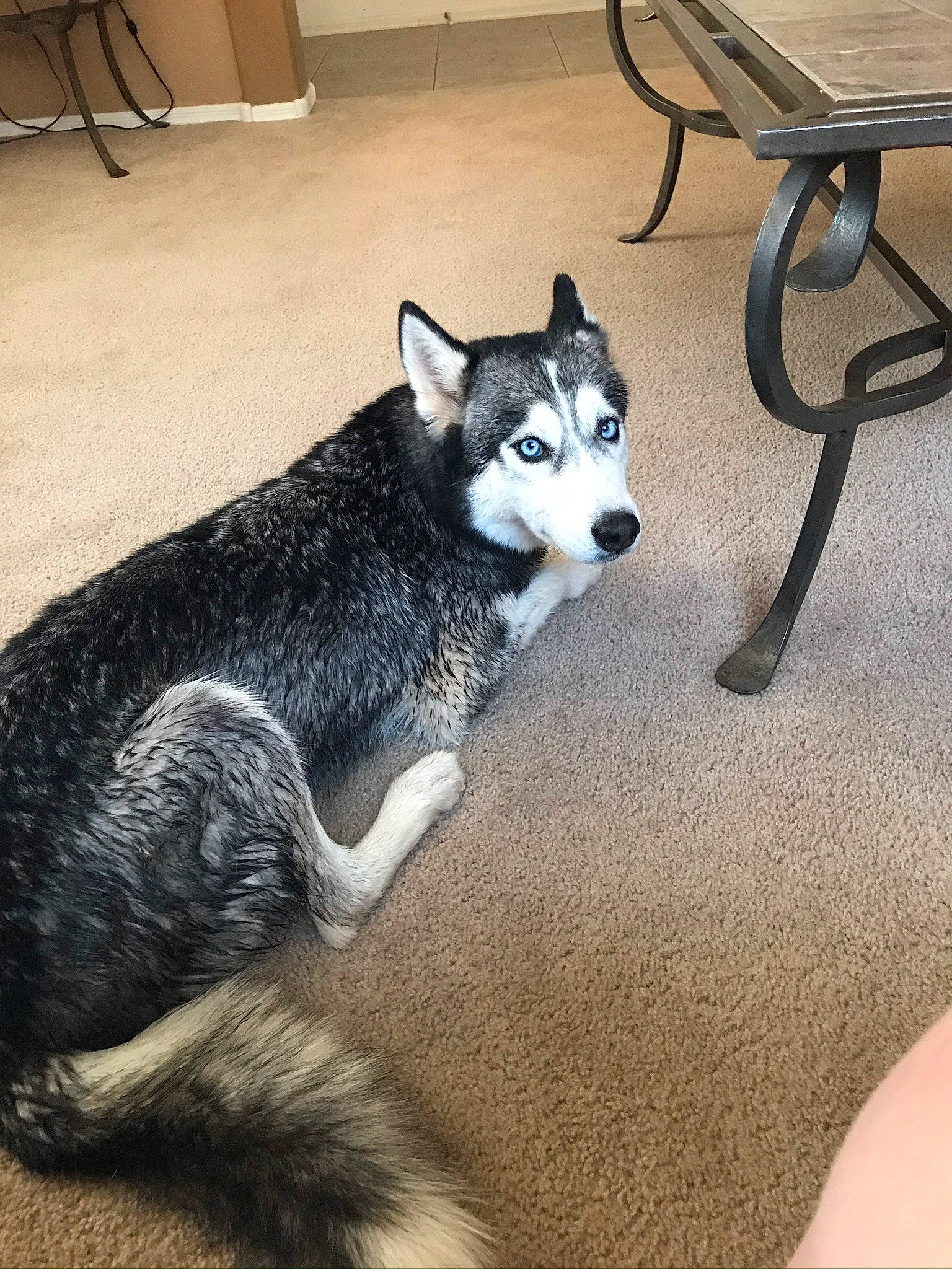 Aphrodite is registered to the contest to win money with this photo: canidae, canis, carnivore, chair, companion_dog, dog, dog_breed, flooring, fur, grey, outdoor_furniture, siberian_husky, sled_dog, snout, sporting_group, tail, terrestrial_animal, wolf, working_animal, working_dog