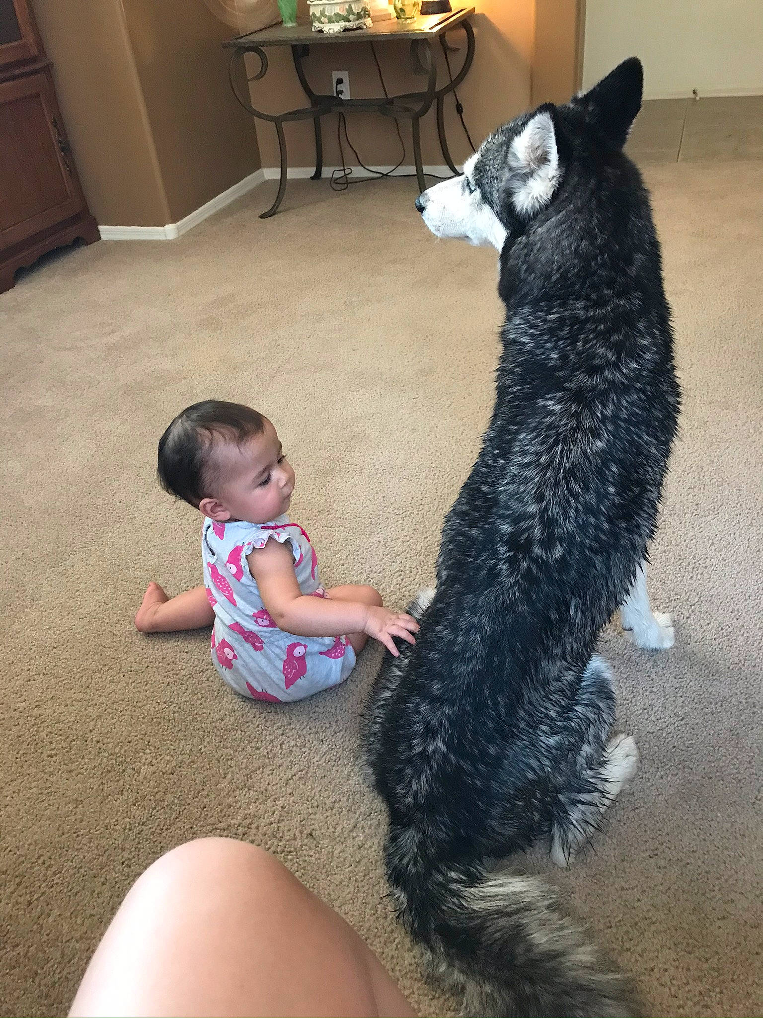 Aphrodite is registered to the contest to win money with this photo: baby_toddler_clothing, barefoot, black, cabinetry, carnivore, chair, chest_of_drawers, comfort, companion_dog, cupboard, dog_breed, floor, flooring, foot, fun, fur, interaction, mammal, tail, toddler