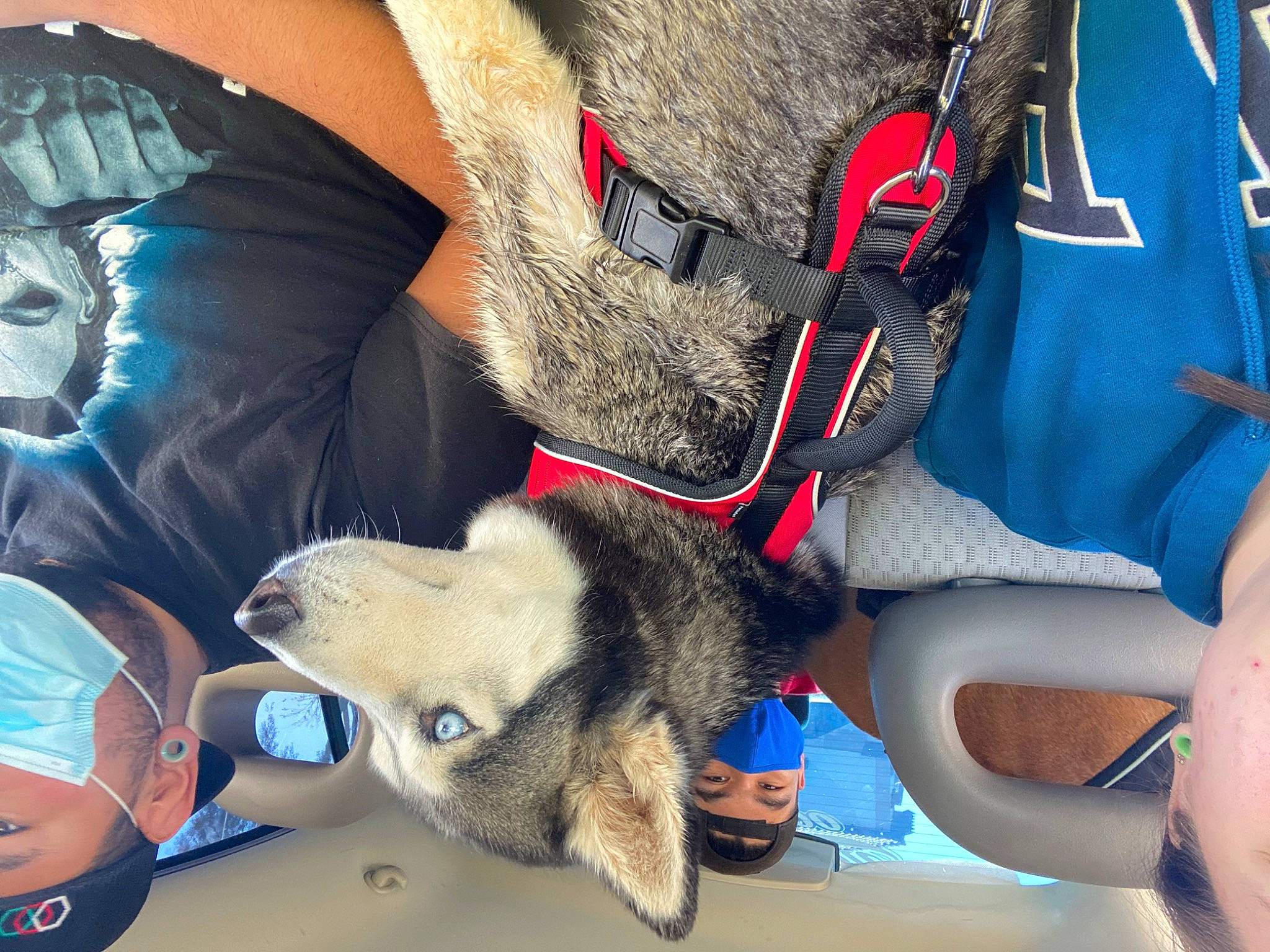 Aphrodite is registered to the contest to win money with this photo: bag, canidae, carmine, carnivore, companion_dog, dog, dog_breed, electric_blue, eyewear, fashion_accessory, fawn, foot, fur, human_leg, leash, paw, personal_protective_equipment, snout, sporting_group, thigh