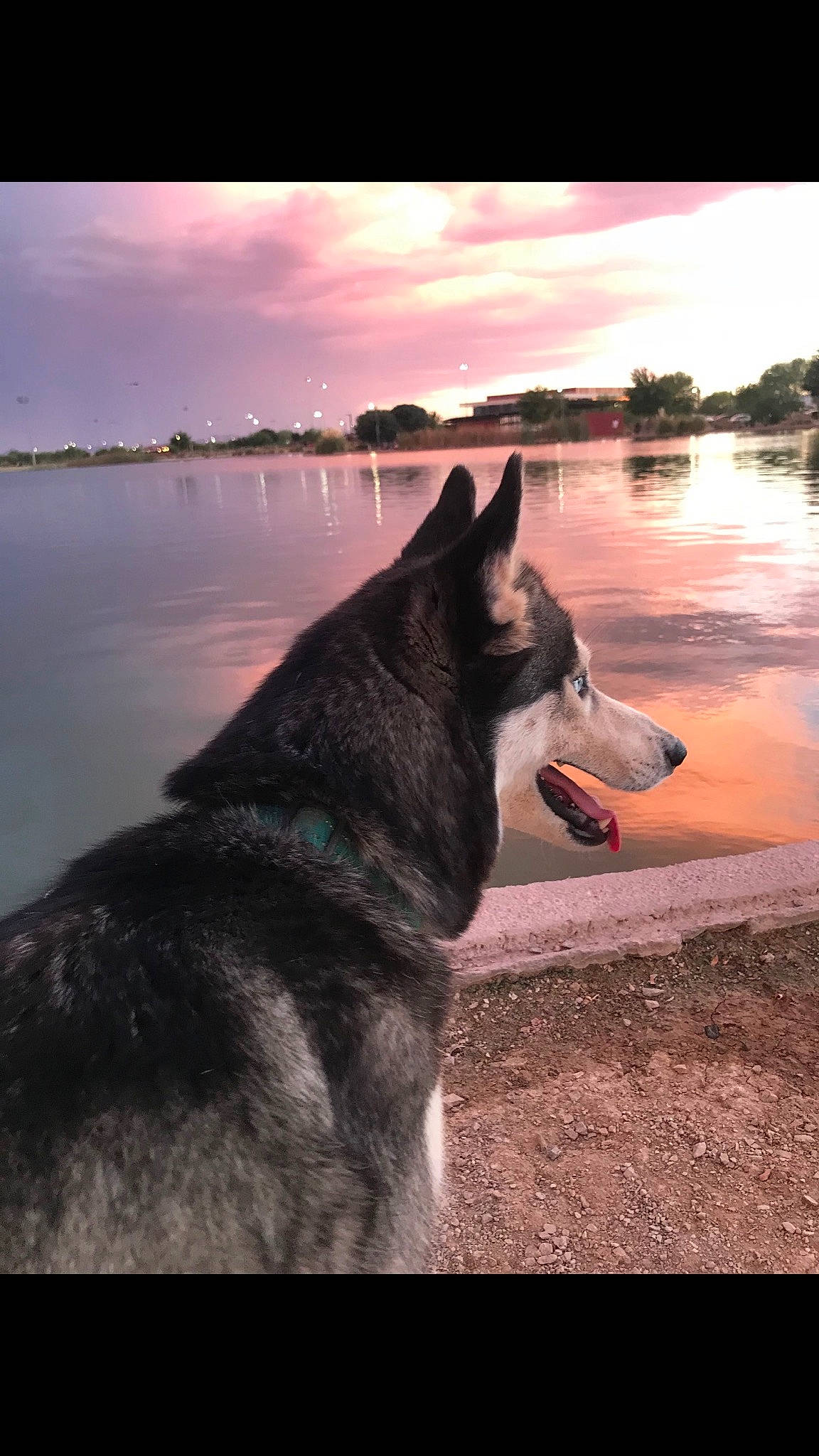 Aphrodite is registered to the contest to win money with this photo: canis, carnivore, cloud, dog, dog_breed, dusk, evening, herding_dog, horizon, lake, landscape, sky, sled_dog, snout, sporting_group, sunset, tree, vertebrate, water, working_animal