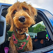 Missy is registered to the contest to win money with this photo: dog, pet, animal, canine, fluffy, red_brown_coat, harness, flower_pattern, vehicle, car_window, outdoor, greenery, curious, close_up, portrait, nose, eyes, fur, seat, collar