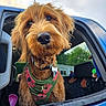 dog, pet, animal, canine, fluffy, red_brown_coat, harness, flower_pattern, vehicle, car_window, outdoor, greenery, curious, close_up, portrait, nose, eyes, fur, seat, collar