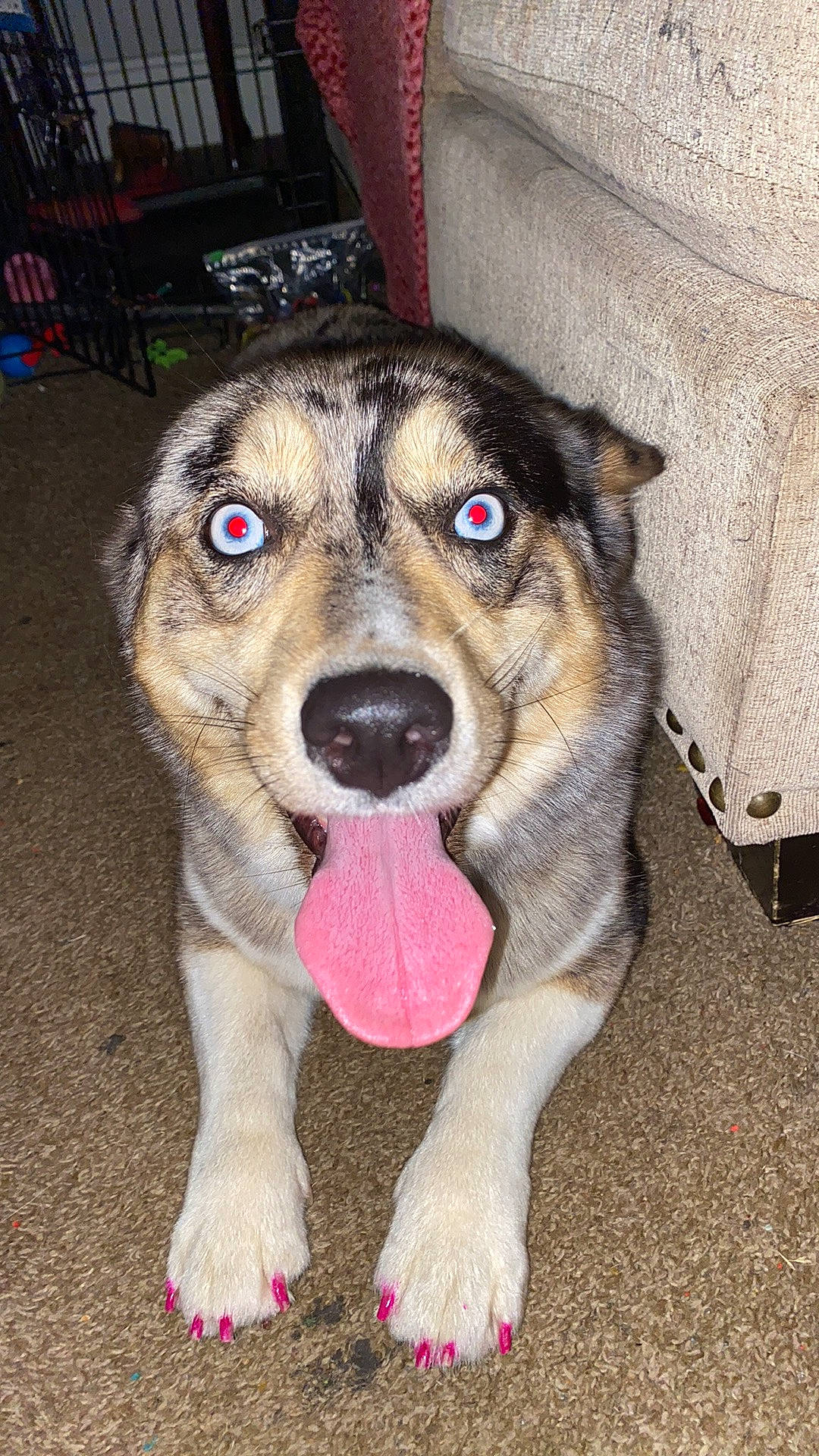 Pipa is registered to the contest to win money with this photo: canidae, carnivore, collar, companion_dog, couch, dog, dog_breed, dog_clothes, dog_supply, fawn, fur, leash, paw, pet_supply, snout, sporting_group, terrestrial_animal, whiskers, working_animal, working_dog