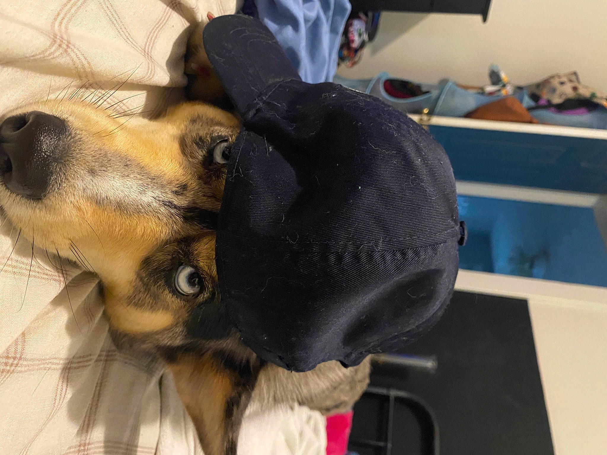 Pipa is registered to the contest to win money with this photo: cap, carnivore, collar, comfort, companion_dog, dog, dog_breed, dog_supply, ear, eyewear, fur, guard_dog, hat, paw, personal_protective_equipment, sporting_group, toy_dog, whiskers, working_animal, working_dog