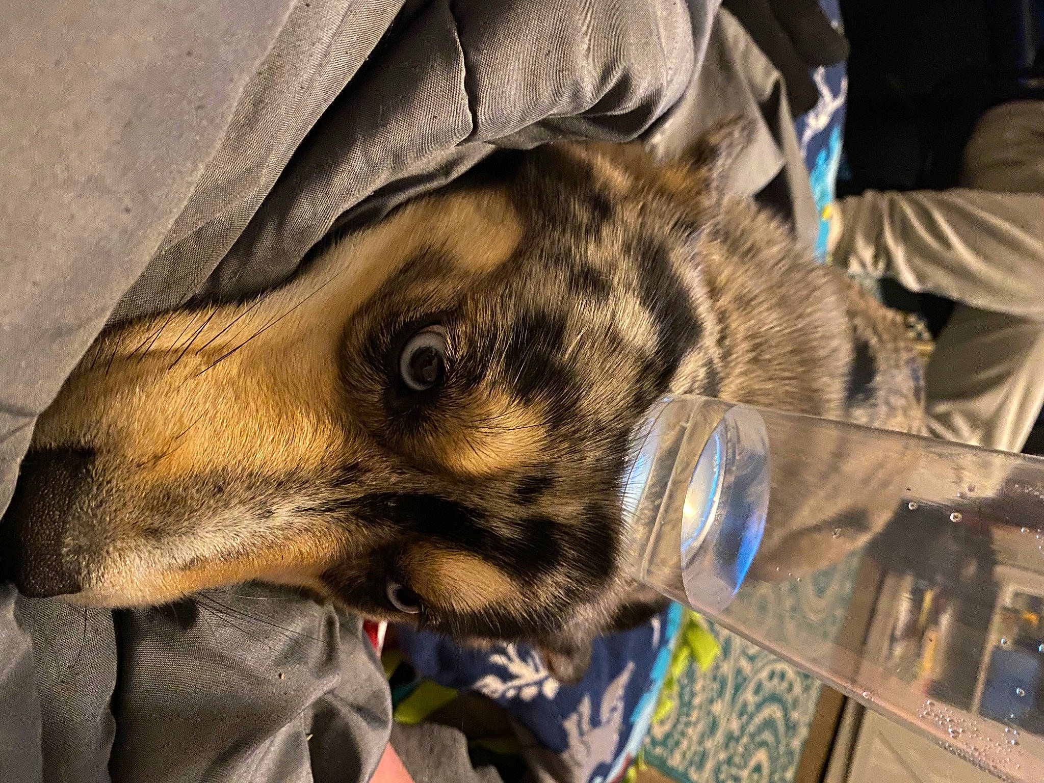 Pipa joined the competition — help win amazing prizes! canidae, carnivore, companion_dog, dog, dog_breed, fawn, fur, guard_dog, jaw, military_camouflage, pattern, snout, sporting_group, whiskers, working_animal