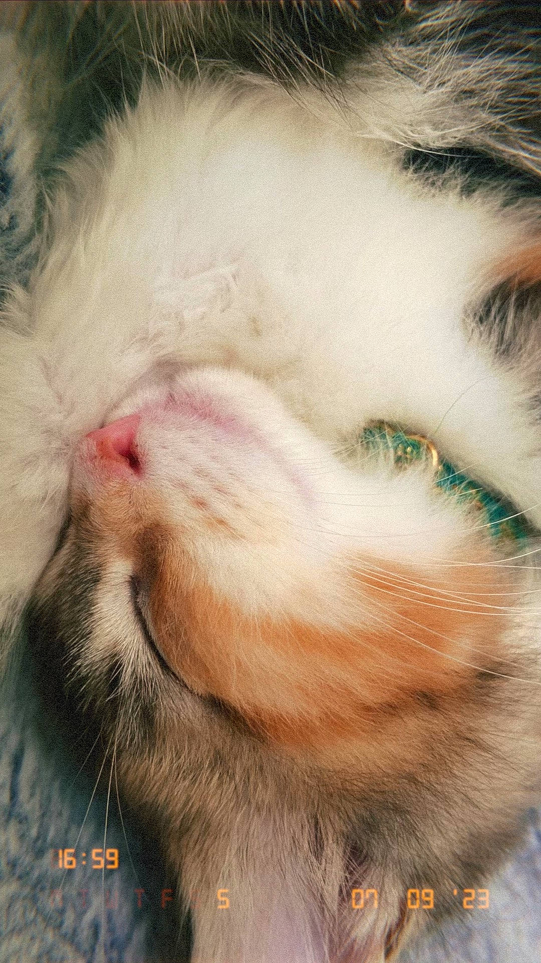 Duchess is registered to the contest to win money with this photo: carnivore, cat, claw, cloud, domestic_short_haired_cat, ear, eyelash, fawn, felidae, foot, fur, nap, nose, paw, photo_caption, sleep, small_to_medium_sized_cats, snout, tail, whiskers