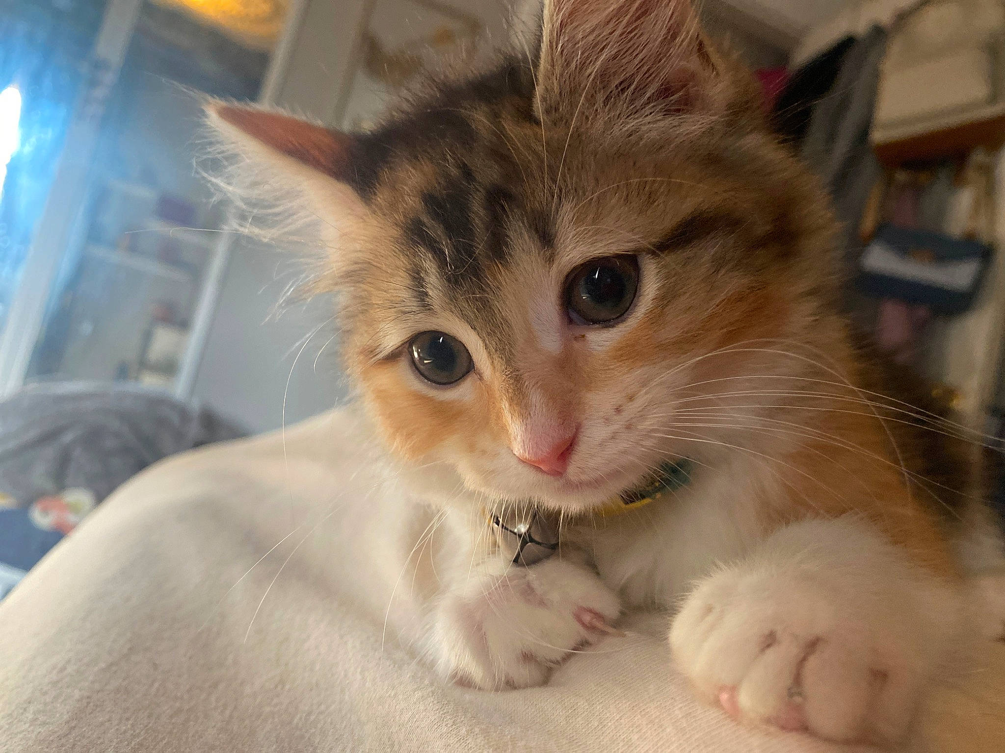 Duchess joined the competition — help win amazing prizes! carnivore, cat, claw, comfort, curious, domestic_short_haired_cat, fawn, felidae, fur, paw, pet_supply, small_to_medium_sized_cats, snout, whiskers, window