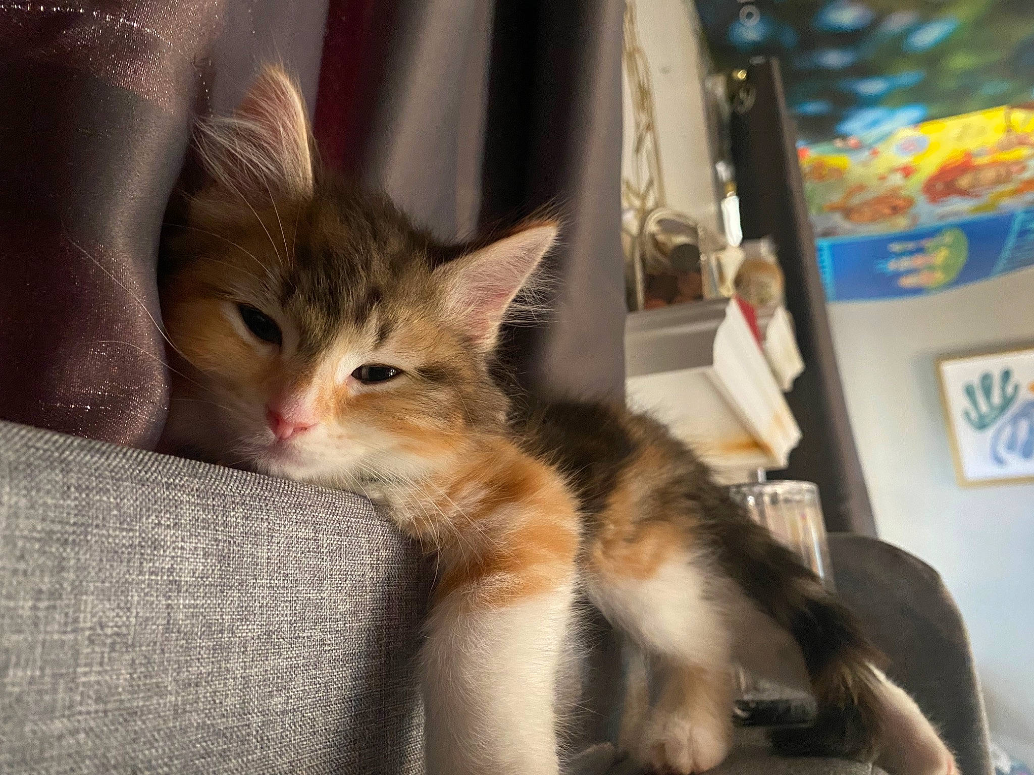 Duchess joined the competition — help win amazing prizes! box, carnivore, cat, claw, comfort, domestic_short_haired_cat, fawn, felidae, fur, paw, small_to_medium_sized_cats, snout, tail, whiskers