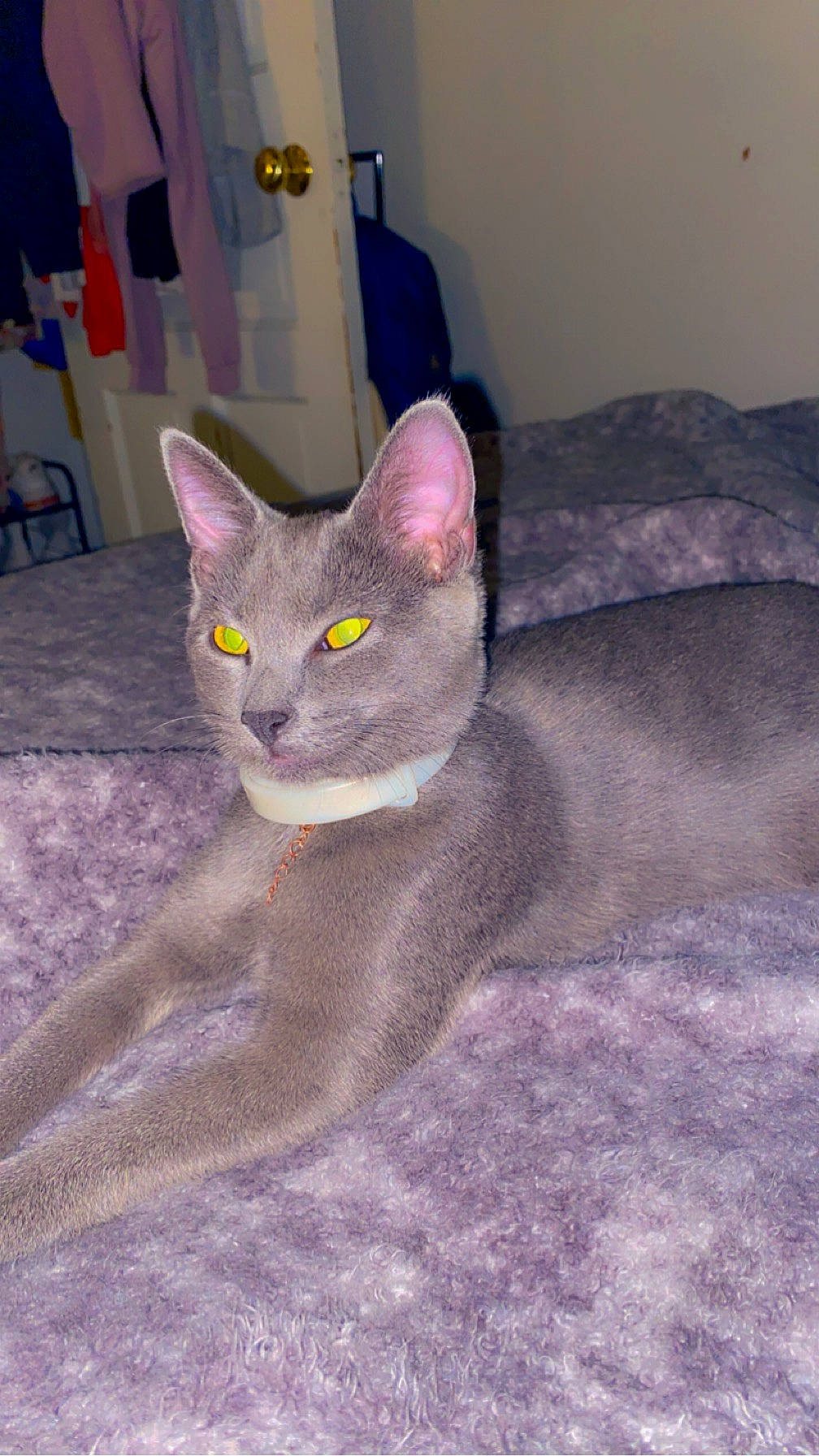 Ally joined the competition — help win amazing prizes! carnivore, cat, chair, comfort, domestic_short_haired_cat, eye, felidae, grey, russian_blue, small_to_medium_sized_cats, snout, tail, whiskers