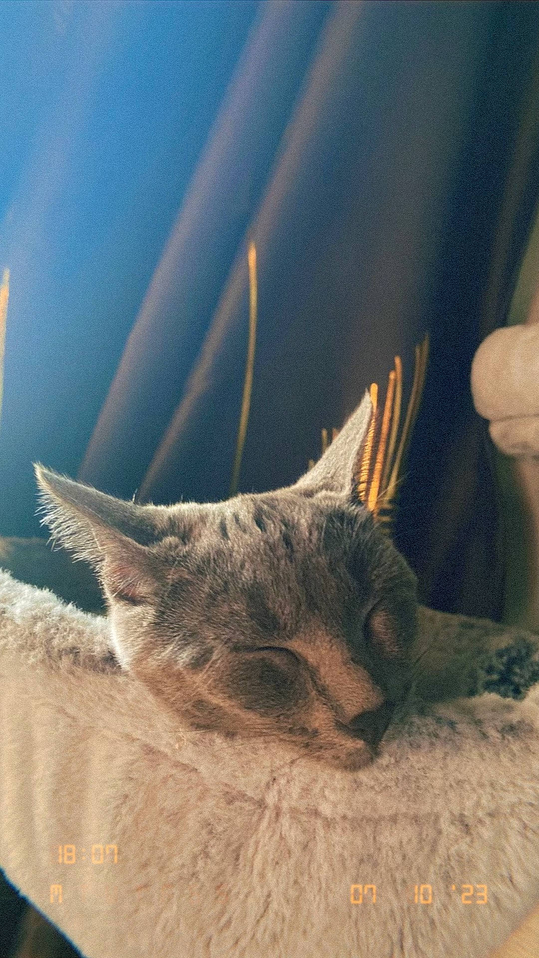 Ally joined the competition — help win amazing prizes! carnivore, cat, claw, domestic_short_haired_cat, felidae, fur, gesture, macro_photography, nail, paw, plant, small_to_medium_sized_cats, tail, terrestrial_animal, tree, twig, whiskers, wood