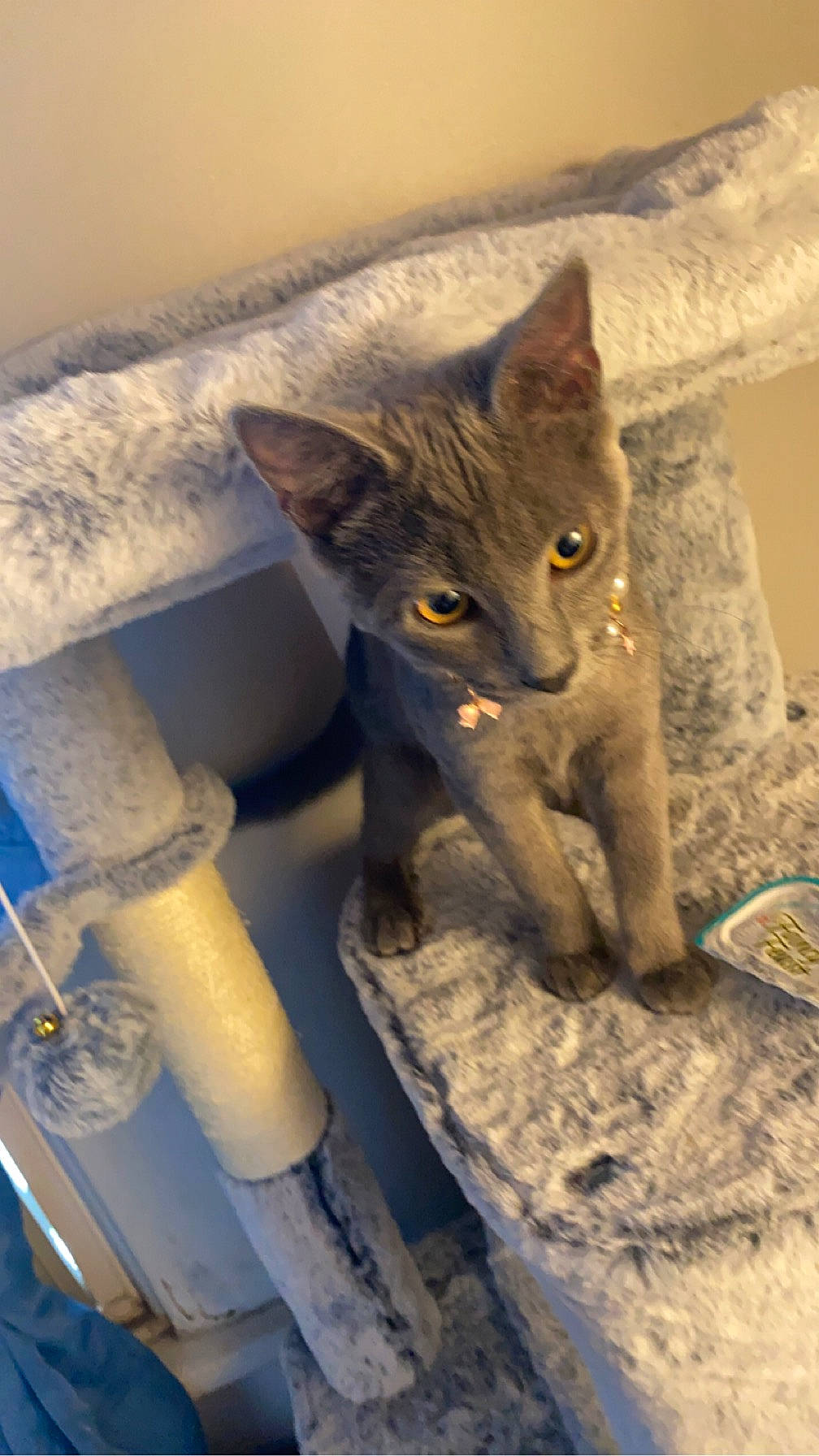 Ally joined the competition — help win amazing prizes! carnivore, cat, cat_supply, claw, cylinder, domestic_short_haired_cat, fawn, felidae, fur, gas, paw, pipe, small_to_medium_sized_cats, snout, tail, terrestrial_animal, whiskers