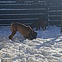 dog, dogs, snow, fence, backyard, winter, sunlight, shadow, playing, digging, brown_dog, black_dog, collar, paw_prints, snow_texture, outdoor, tree, roof, sky, cold