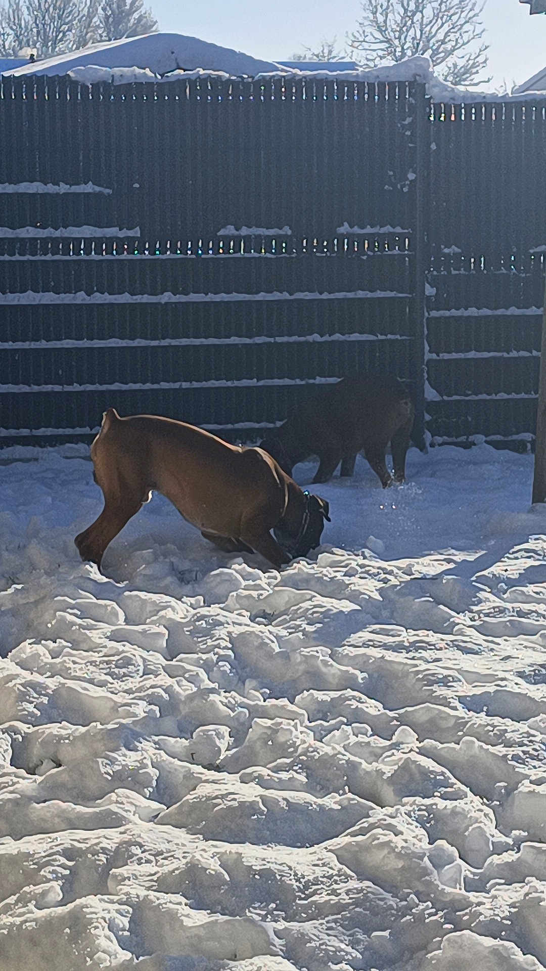 Scar Et Snoop a rejoint le concours — aidez-le/la à gagner de superbes lots ! dog, dogs, snow, fence, backyard, winter, sunlight, shadow, playing, digging, brown_dog, black_dog, collar, paw_prints, snow_texture, outdoor, tree, roof, sky, cold