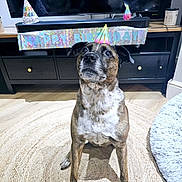 Trey is registered to the contest to win money with this photo: attention, birthday_banner, brown_coat, canine, celebration, couch, decorations, dog, ears, eyes, floor, furniture, indoor, living_room, nose, party_hat, pet, rug, television, white_chest