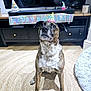 attention, birthday_banner, brown_coat, canine, celebration, couch, decorations, dog, ears, eyes, floor, furniture, indoor, living_room, nose, party_hat, pet, rug, television, white_chest