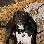 Buddy is registered to the contest to win money with this photo: dog, black_and_white, couch, pizza, blanket, lamp, indoor, pet, wide_eyes, tongue_out, collar, table, patterned_fabric, home, relaxed, fur, snack, living_room, furniture, cute
