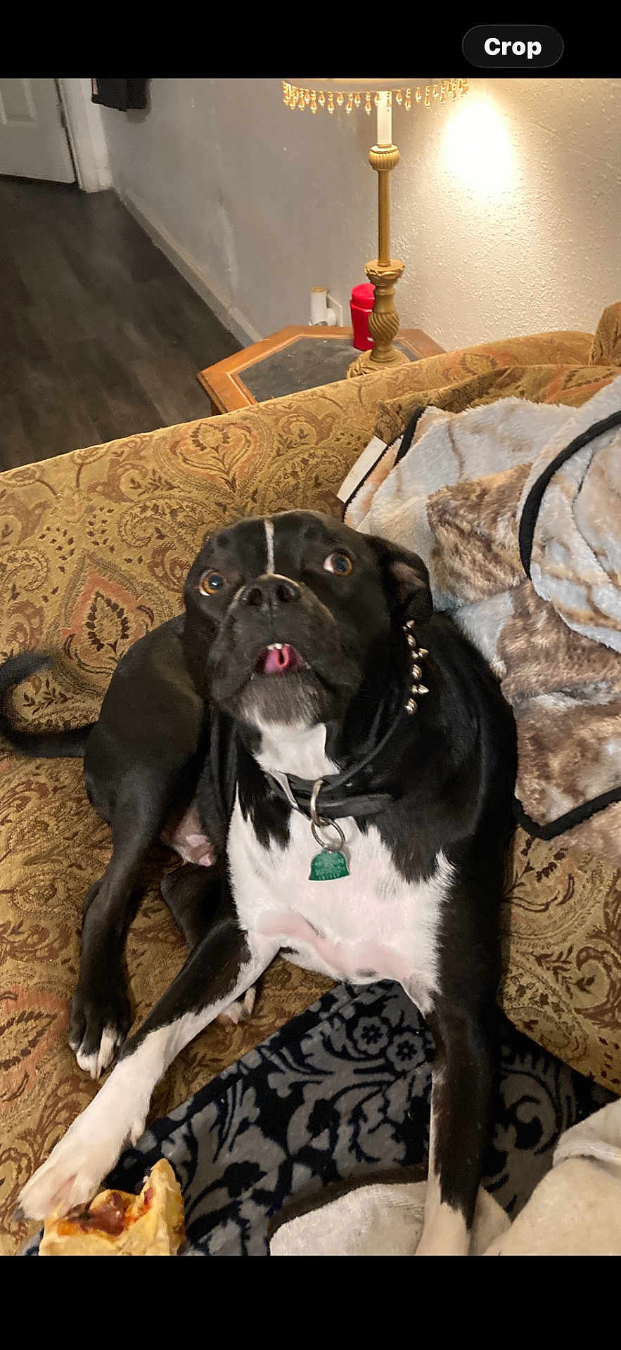 Buddy is registered to the contest to win money with this photo: dog, black_and_white, couch, pizza, blanket, lamp, indoor, pet, wide_eyes, tongue_out, collar, table, patterned_fabric, home, relaxed, fur, snack, living_room, furniture, cute