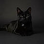 alert, animal, black_cat, black_fur, cat, collar, cute, dark_background, domestic_cat, ears, feline, fur, indoor, looking_at_camera, lying_down, mammal, pet, portrait, tag, whiskers