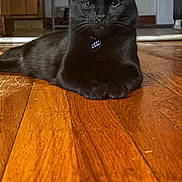 Lucky is registered to the contest to win money with this photo: cat, black_cat, pet, animal, indoor, floor, wooden_floor, collar, tag, relaxed, lying_down, feline, whiskers, ears, eyes, home, domestic, cute, calm, portrait