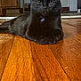 cat, black_cat, pet, animal, indoor, floor, wooden_floor, collar, tag, relaxed, lying_down, feline, whiskers, ears, eyes, home, domestic, cute, calm, portrait