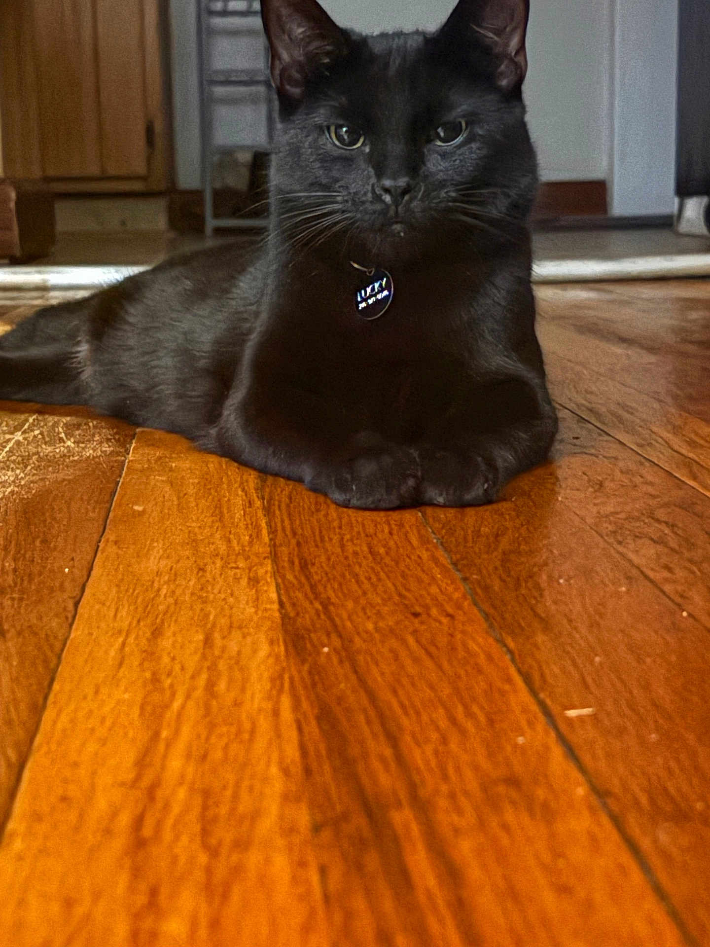 Lucky is registered to the contest to win money with this photo: cat, black_cat, pet, animal, indoor, floor, wooden_floor, collar, tag, relaxed, lying_down, feline, whiskers, ears, eyes, home, domestic, cute, calm, portrait