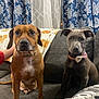 Brownie is registered to the contest to win money with this photo: dog, brown_dog, gray_dog, bow_tie, couch, blanket, curtains, indoor, pet, animal, sitting, looking_at_camera, furniture, home, cozy, companion, domestic, cute, portrait, relaxed