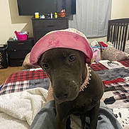 Brownie is registered to the contest to win money with this photo: dog, pink_hat, bedroom, bed, blanket, plaid, collar, furniture, television, dresser, curtain, indoor, pet, canine, cozy, casual, looking, animal, domestic, home