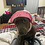 dog, pink_hat, bedroom, bed, blanket, plaid, collar, furniture, television, dresser, curtain, indoor, pet, canine, cozy, casual, looking, animal, domestic, home
