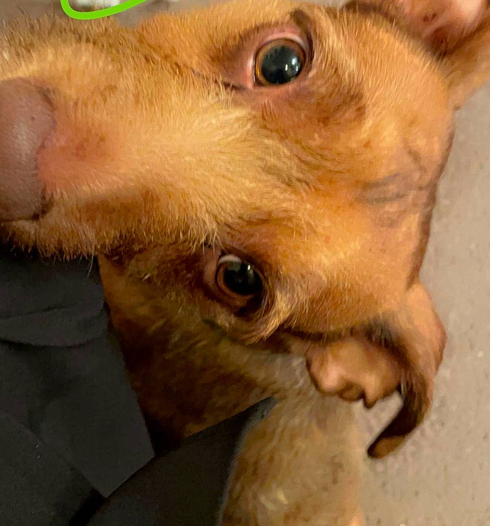 Milo joined the competition — help win amazing prizes! canidae, carnivore, close_up, companion_dog, dog, dog_breed, ear, eyelash, fawn, fur, hair, head, liver, snout, sporting_group, terrestrial_animal, whiskers, wildlife, working_animal, wrinkle