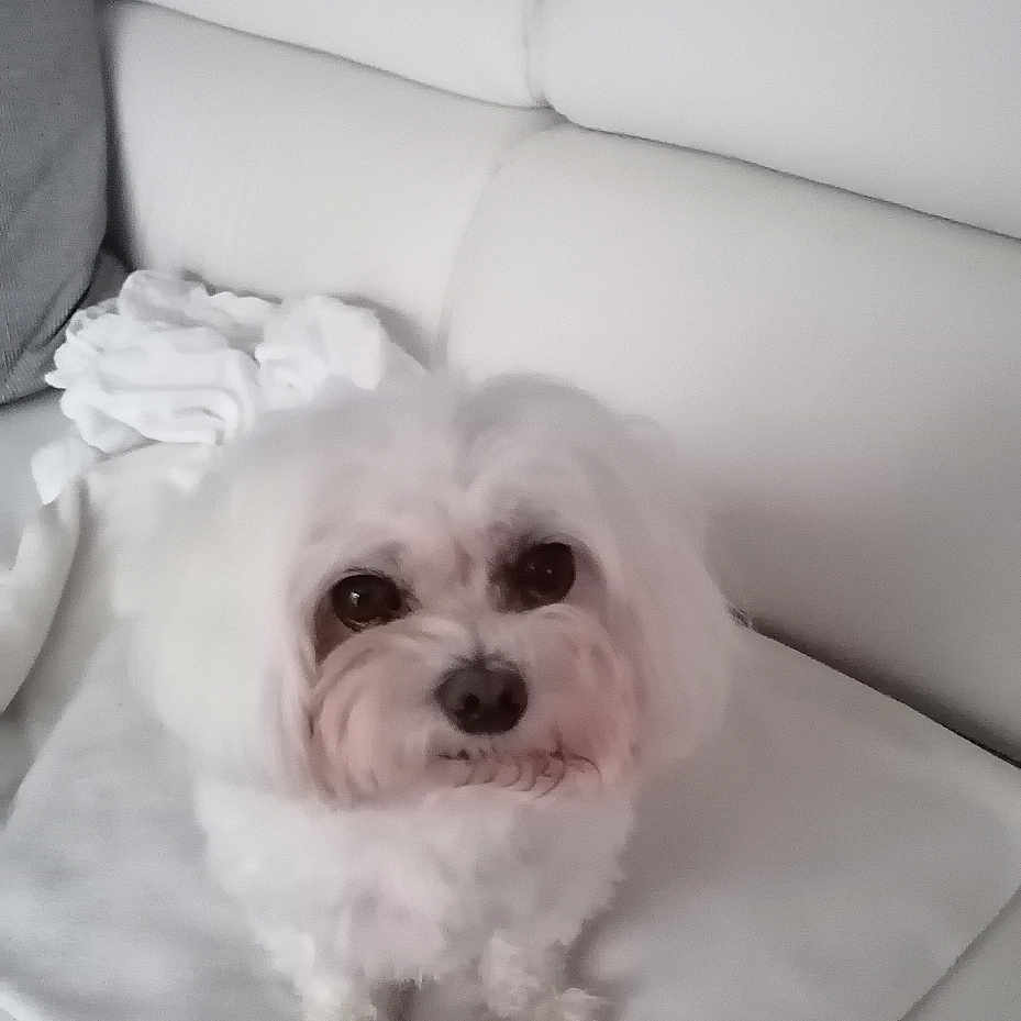 Snooky a rejoint le concours — aidez-le/la à gagner de superbes lots ! animal, blanket, companion, couch, cozy, cute, dog, domestic, fluffy, friendly, fur, home, indoor, living_room, looking_up, pet, pillow, sitting, small_dog, white_dog