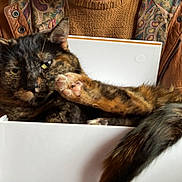Artemis joined the competition — help win amazing prizes! cat, tortoiseshell, box, paw, fur, animal, pet, indoor, resting, cozy, person, jacket, knitted_sweater, pattern, closeup, feline, relaxed, cute, paw_up, domestic_animal