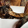 cat, tortoiseshell, box, paw, fur, animal, pet, indoor, resting, cozy, person, jacket, knitted_sweater, pattern, closeup, feline, relaxed, cute, paw_up, domestic_animal