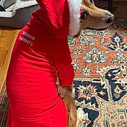 Otto joined the competition — help win amazing prizes! dog, red_hoodie, pet_clothing, indoor, carpet, wood_floor, pet_bed, looking_back, mischievous, cozy, furry, animal, holiday, christmas, hood, white_trim, cute, sitting, playful, domestic