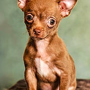 Nala participe au concours pour gagner de l'argent avec cette photo : dog, puppy, chihuahua, brown_dog, small_dog, pet, animal, cute, ears, fur, sitting, portrait, looking, indoor, young, mammal, expression, whiskers, closeup, adorable