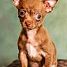 dog, puppy, chihuahua, brown_dog, small_dog, pet, animal, cute, ears, fur, sitting, portrait, looking, indoor, young, mammal, expression, whiskers, closeup, adorable