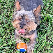 Tucker is registered to the contest to win money with this photo: dog, grass, toy, ball, pet, animal, outdoor, cute, tongue, fur, small_dog, relaxed, playful, happy, nature, mammal, paw, ears, mouth, tongue_out