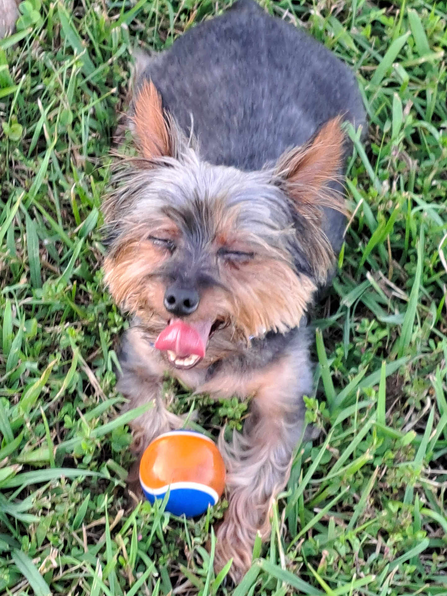 Tucker is registered to the contest to win money with this photo: dog, grass, toy, ball, pet, animal, outdoor, cute, tongue, fur, small_dog, relaxed, playful, happy, nature, mammal, paw, ears, mouth, tongue_out