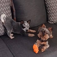 Tucker And Izzie joined the competition — help win amazing prizes! puppy, dog, couch, gray, toy, orange, pet, indoor, fur, cute, animal, companion, relaxing, playful, small_dog, friendship, cozy, home, resting, cute_pet