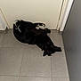 Vahiné a rejoint le concours — aidez-le/la à gagner de superbes lots ! animal, blackcat, canine, cat, cockerspaniel, corner, dog, door, hardwood, hound, husky, indoors, interiordesign, mat, person, pet, puppy, sleeping, tile, wood